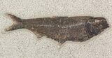 Fossil Fish Wall Mounted Slab - Wyoming #51343-5